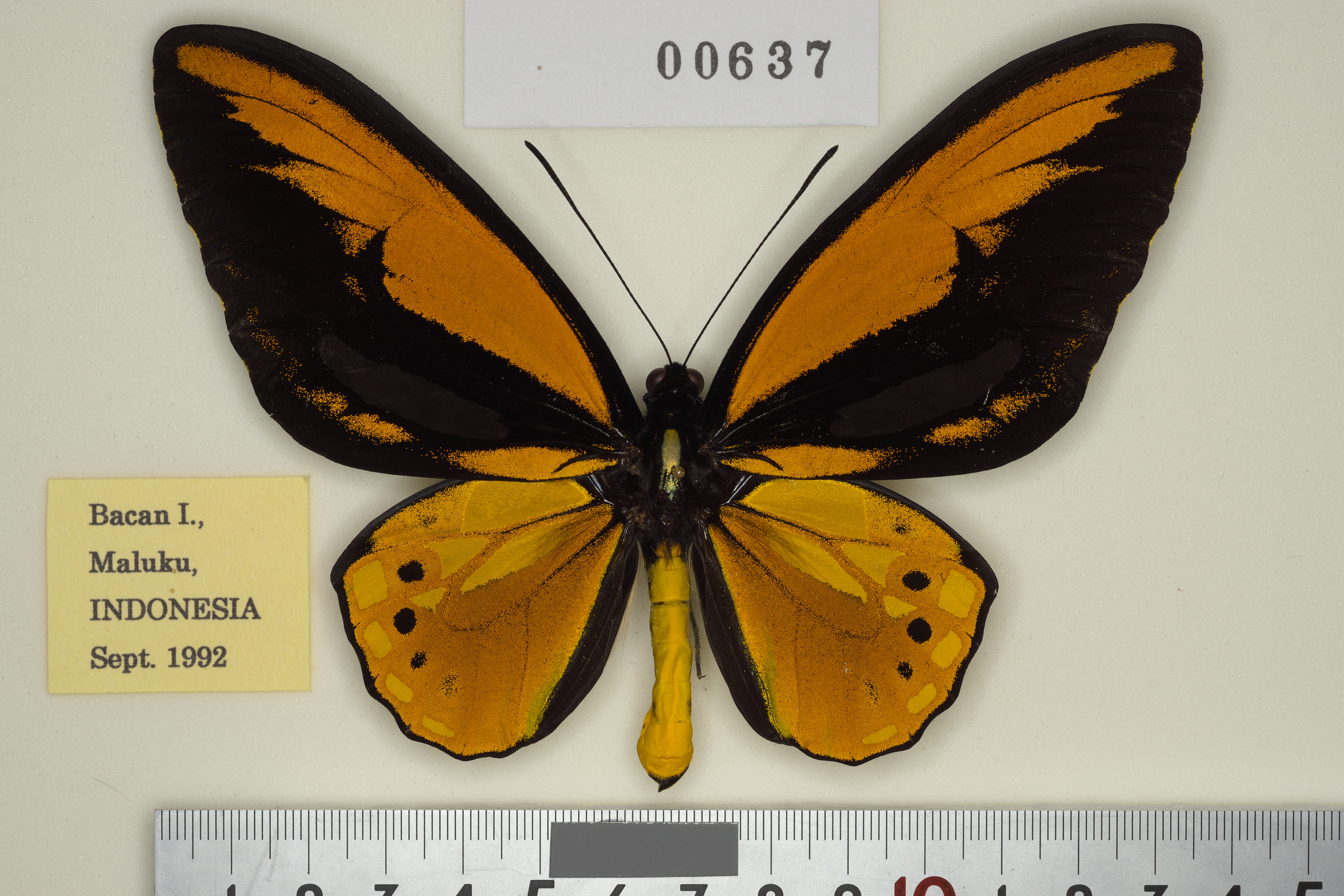 Ornithoptera croesus アカメガネトリバネアゲハ 065-00637 | トリバネアゲハデジタル大図鑑（大屋崇コレクション）